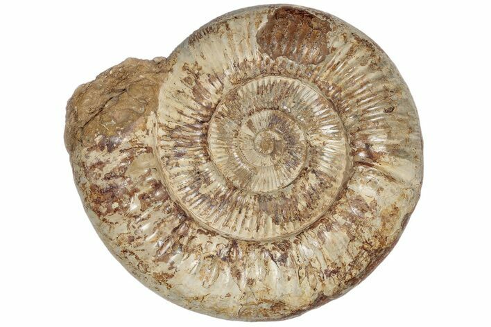 Giant, Jurassic Ammonite Fossil - Madagascar #191356